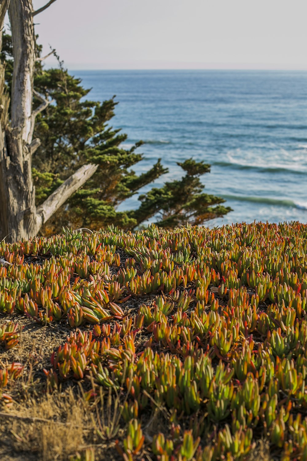 green and yellow plant near body of water during daytime