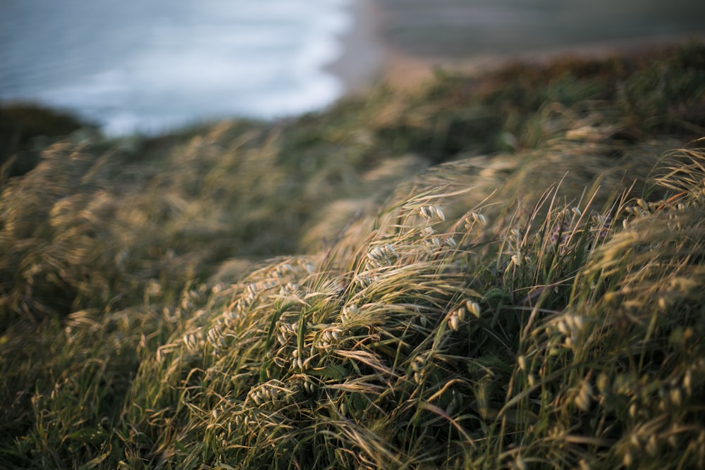 green grass near body of water during daytime