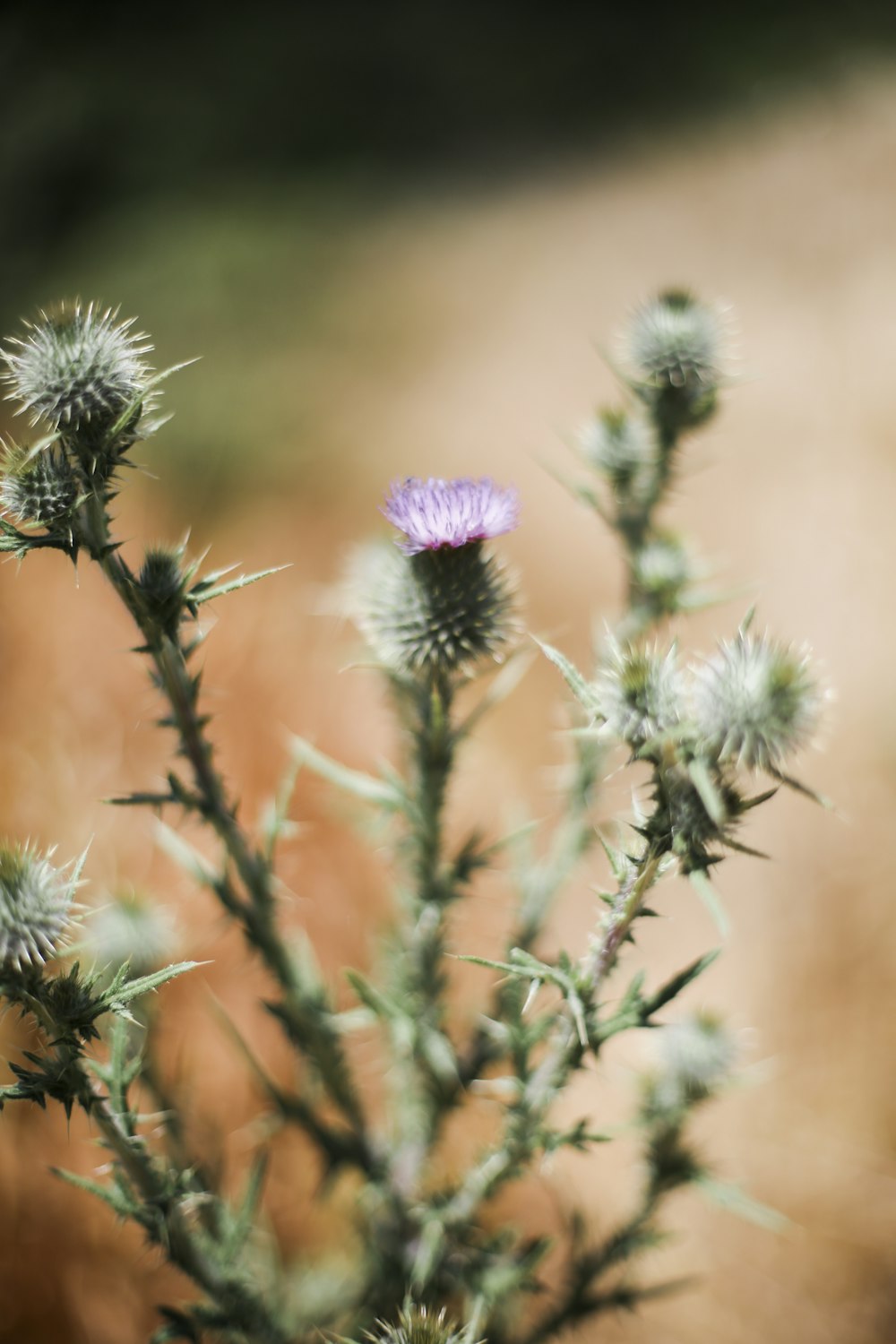 purple flowers in tilt shift lens