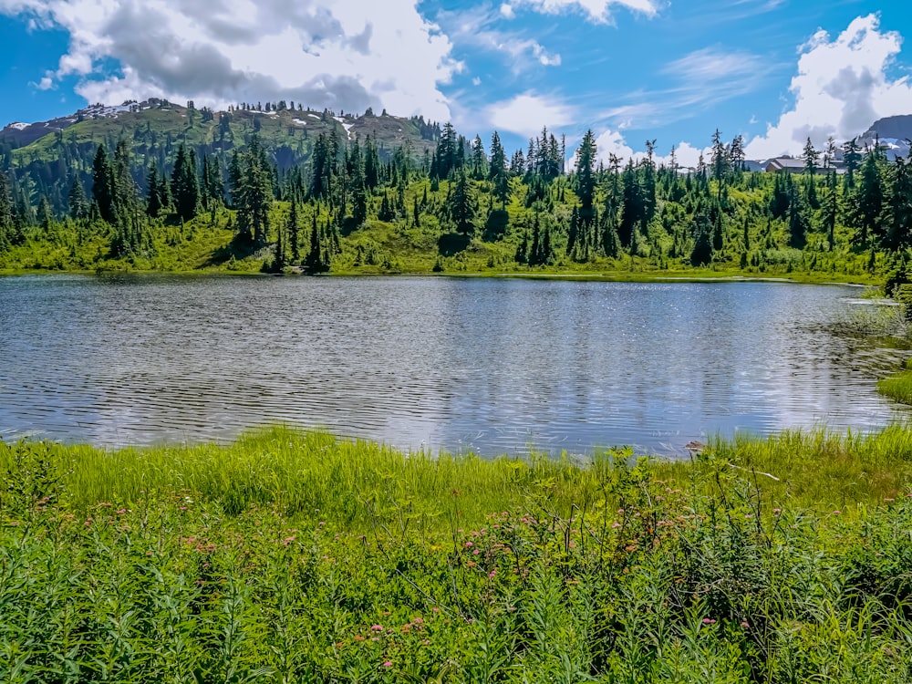 Campo de hierba verde cerca del lago bajo el cielo azul durante el día