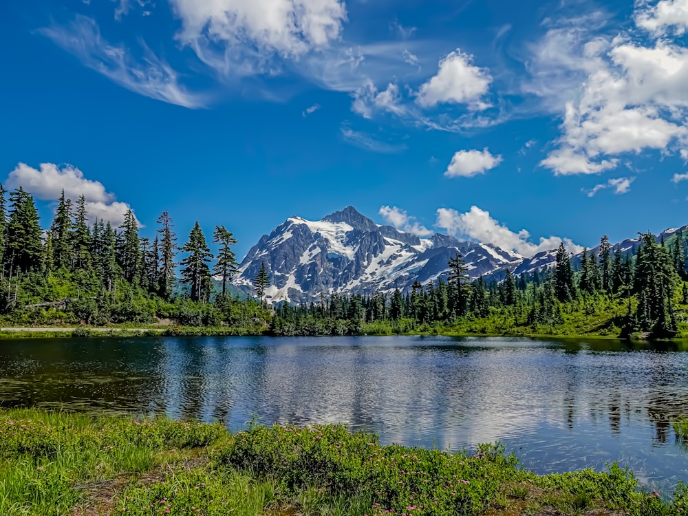 green trees near lake under blue sky during daytime