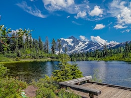 green pine trees near lake under blue sky during daytime