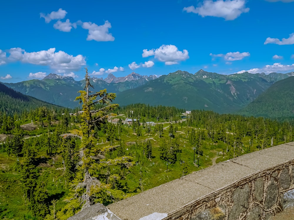 green trees on mountain under blue sky during daytime