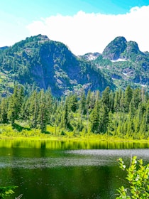 A serene landscape showcasing a healthy forest ecosystem.