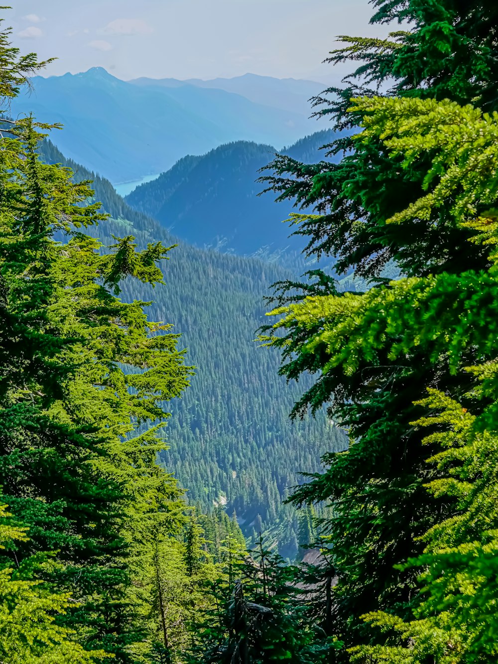 pinos verdes en la montaña durante el día