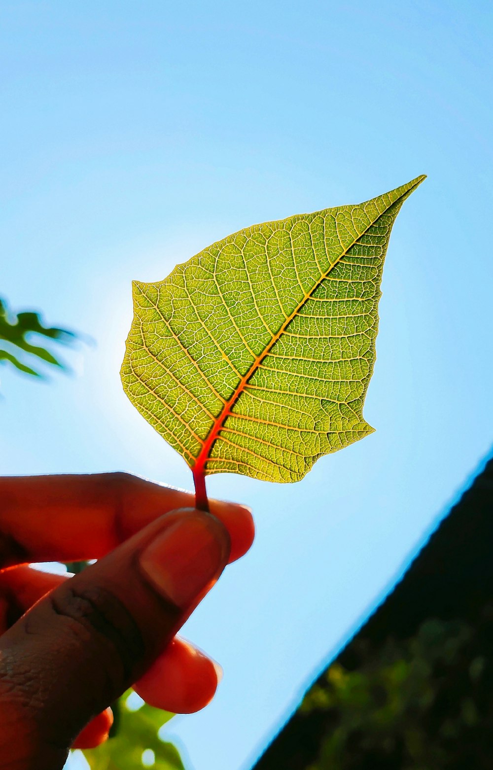 personne tenant une feuille verte pendant la journée