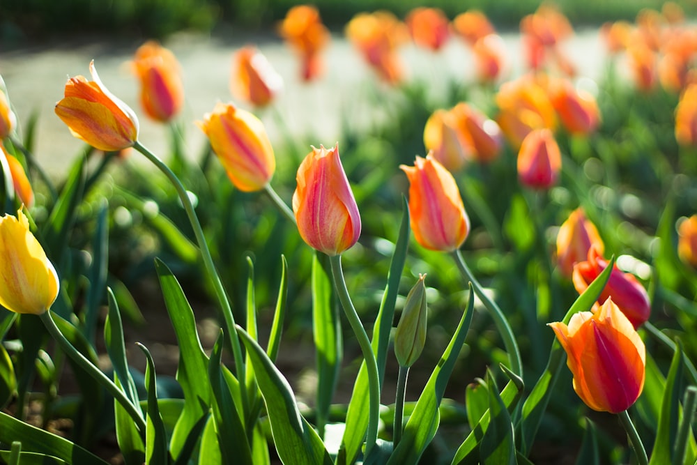 yellow and red tulips in bloom during daytime