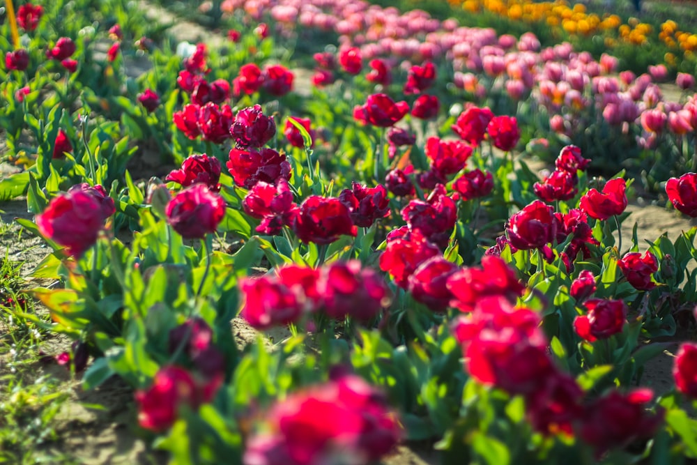 red and yellow flower field during daytime