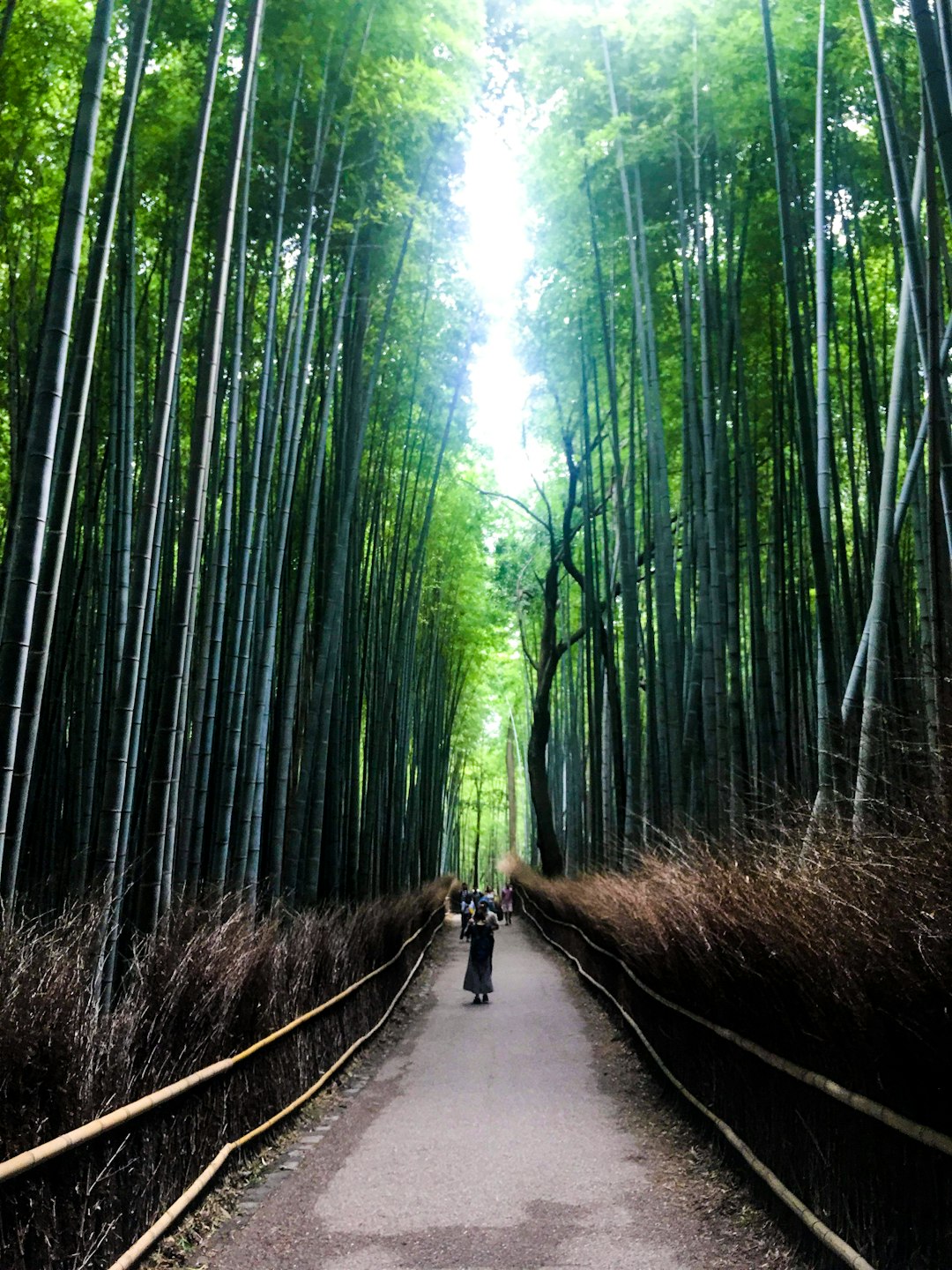 Forest photo spot Arashiyama Bamboo Forest Saga