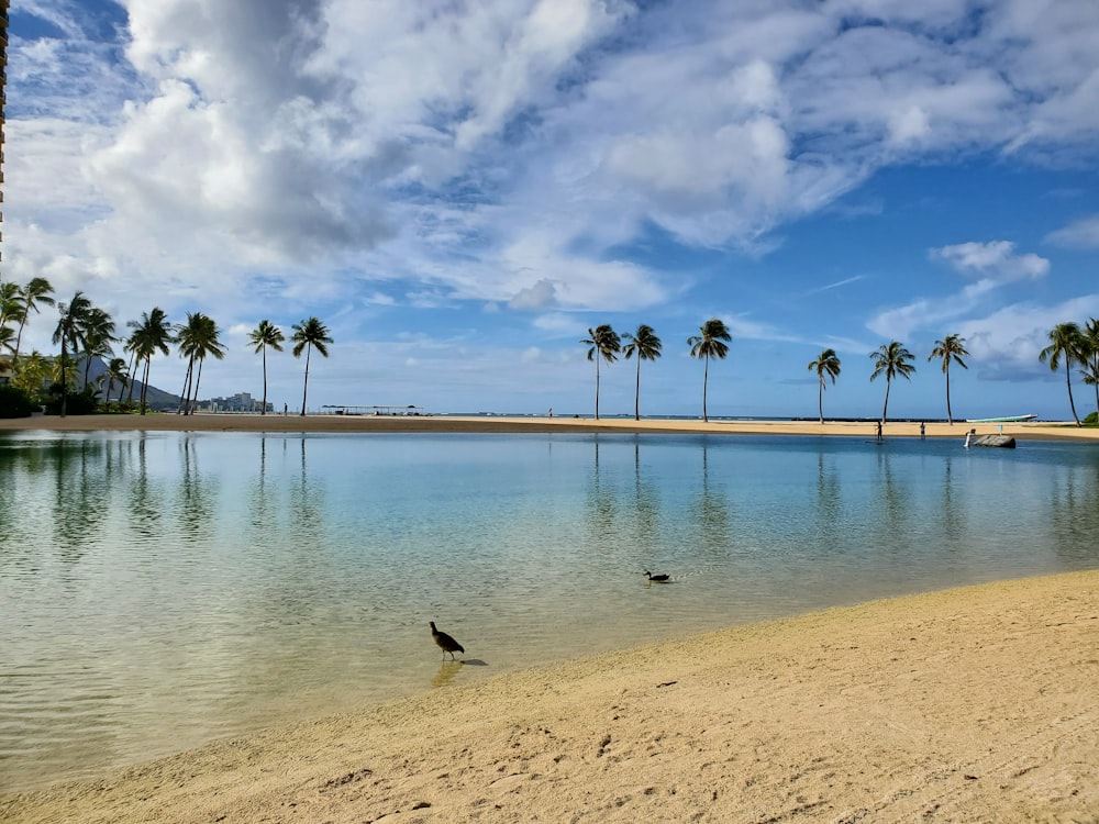 black bird flying over the beach during daytime