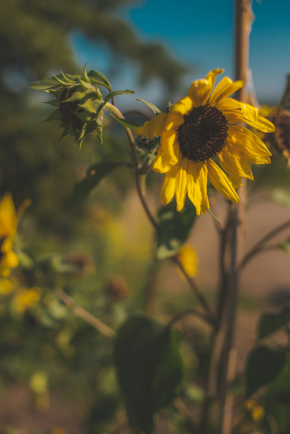 yellow sunflower in close up photography