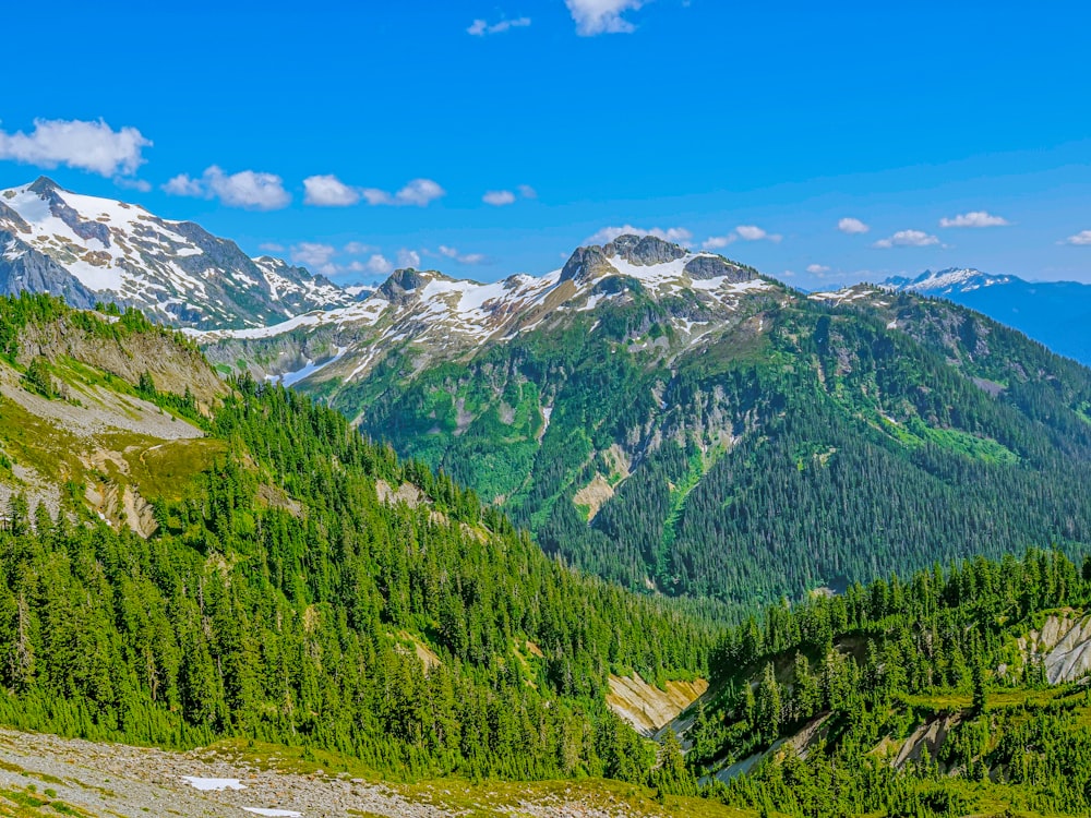 green trees on mountain under blue sky during daytime