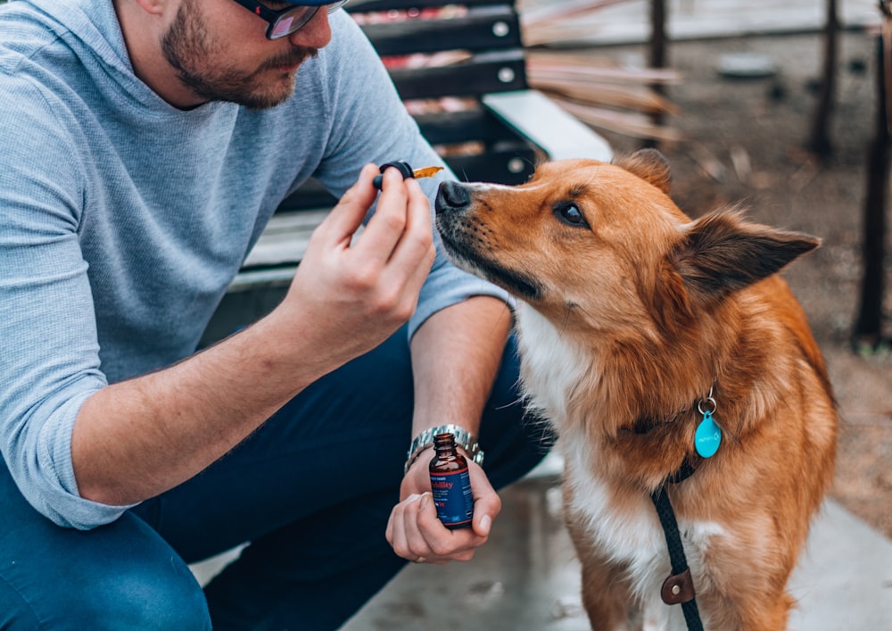 man in gray t-shirt holding brown and white short coated dog