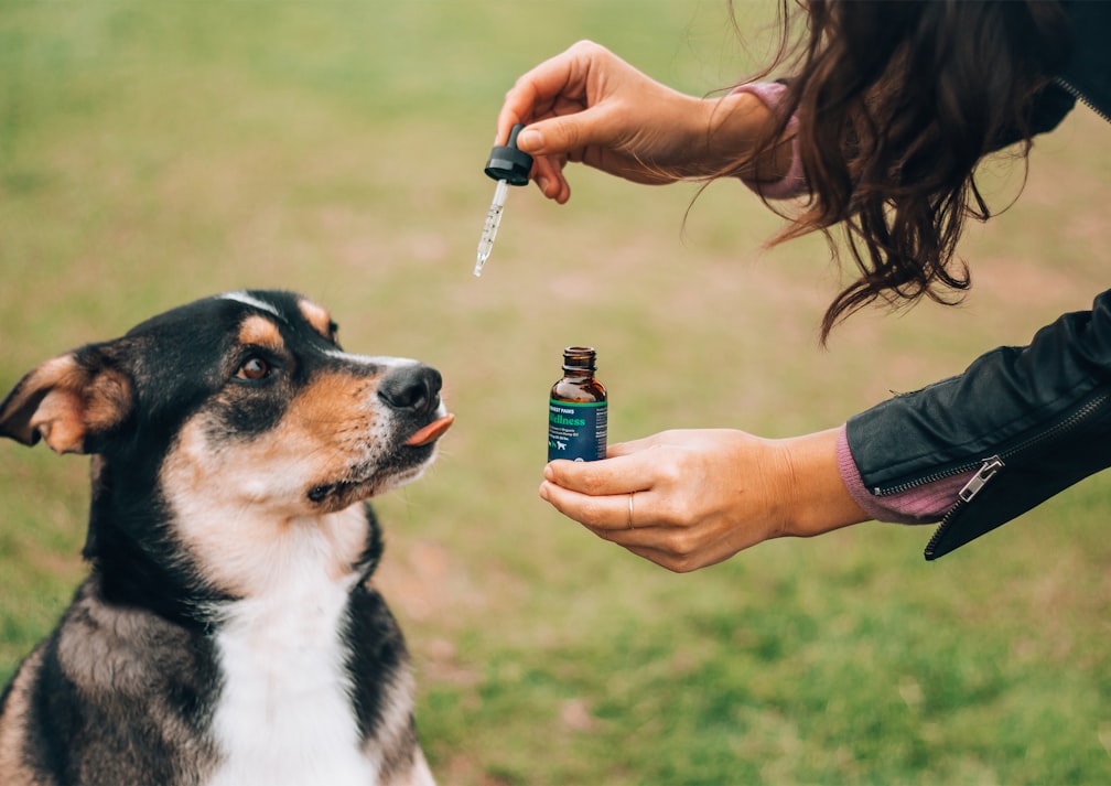 Giving calculated pet cbd oil dosage to dog