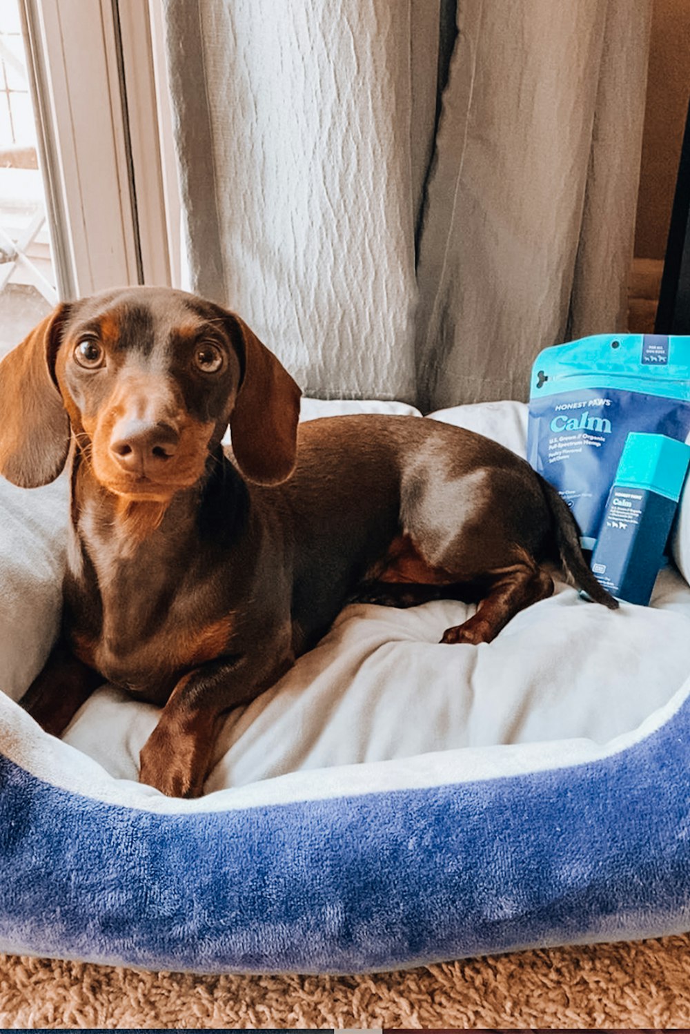 black and brown dachshund on white textile