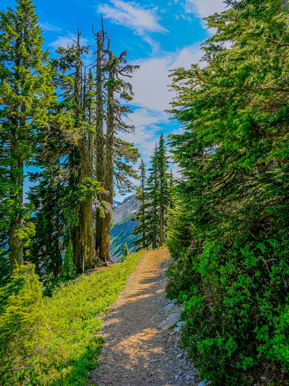 green trees beside road during daytime