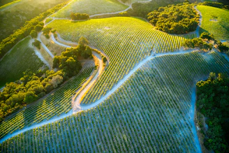 Sunlit vineyard rows stretching gently over rolling hills in the Marche countryside.