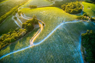 Rolling hills covered in neatly organized rows of grapevines, with patches of lush green trees scattered throughout. A network of narrow dirt paths winds between the vineyards, highlighted by soft, golden sunlight.