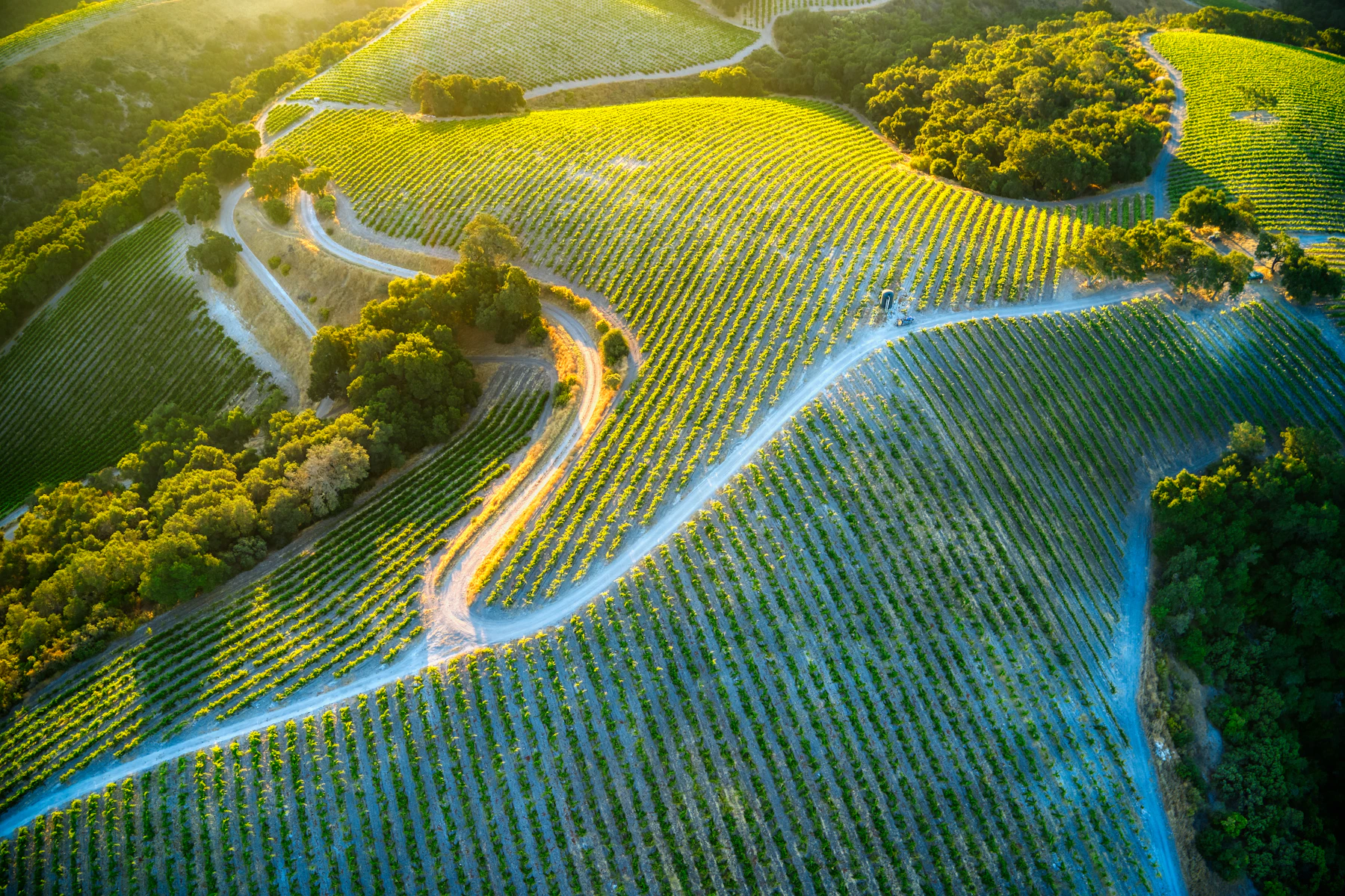 An aerial view of vineyard rows and a winding road in California