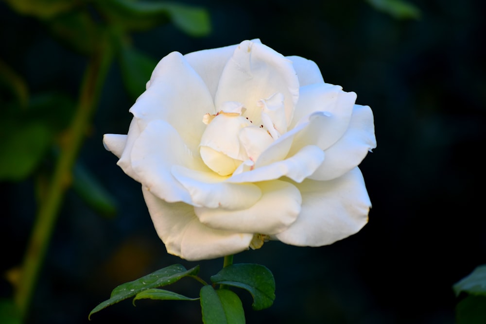 white rose in bloom during daytime