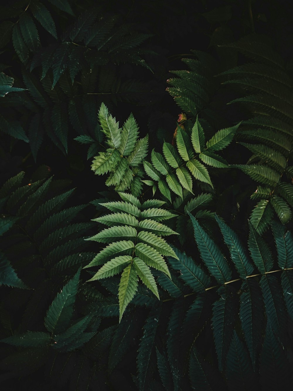 planta de samambaia verde durante a noite