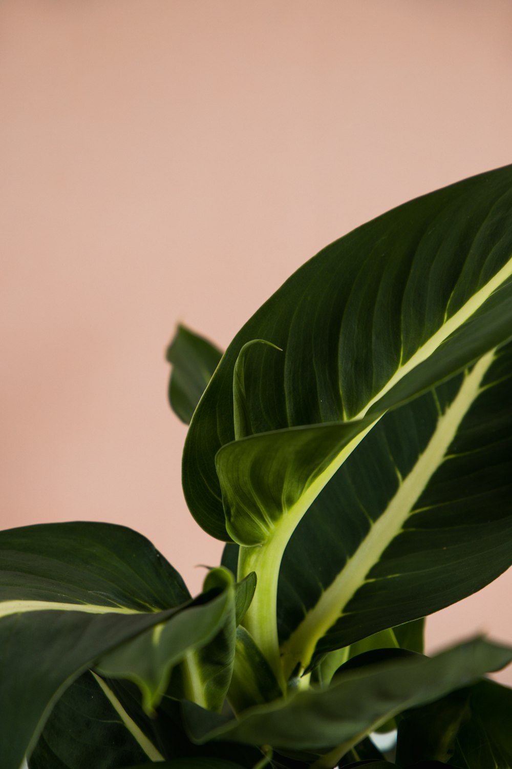 Hojas verdes en la fotografía de primer plano