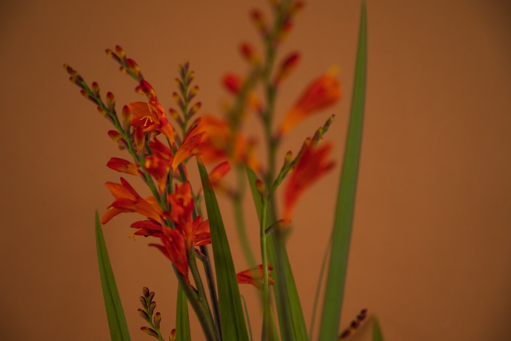 red flower with green leaves