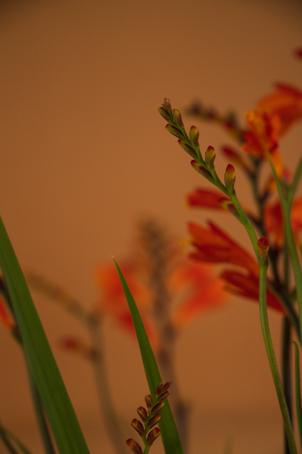 red flower in tilt shift lens