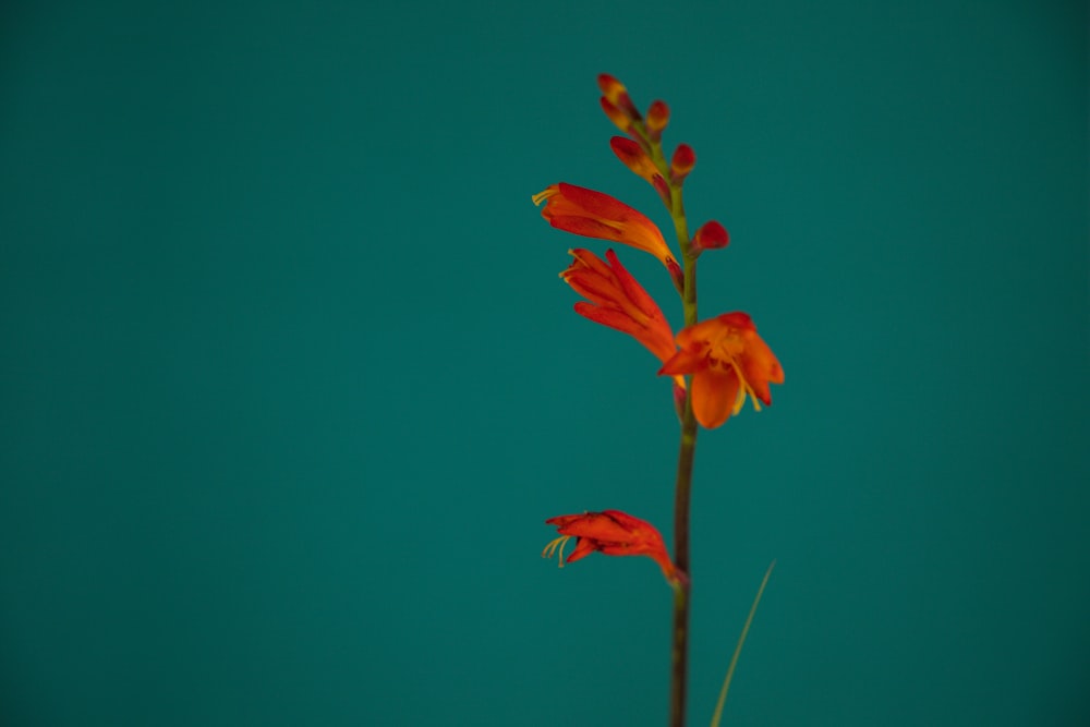 red flower in close up photography