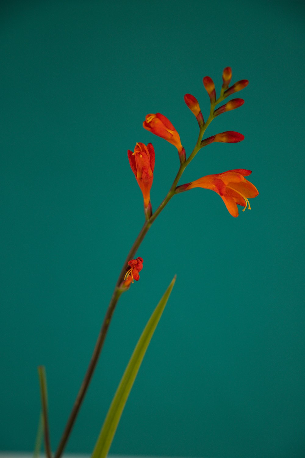 fiore rosso sotto il cielo blu durante il giorno