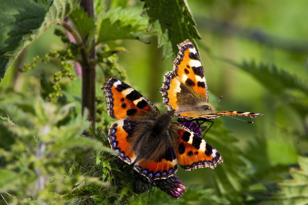 black orange and white butterfly perched on green plant