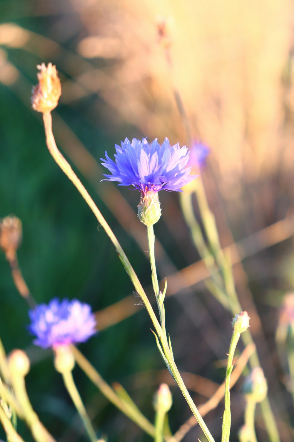 purple flower in tilt shift lens