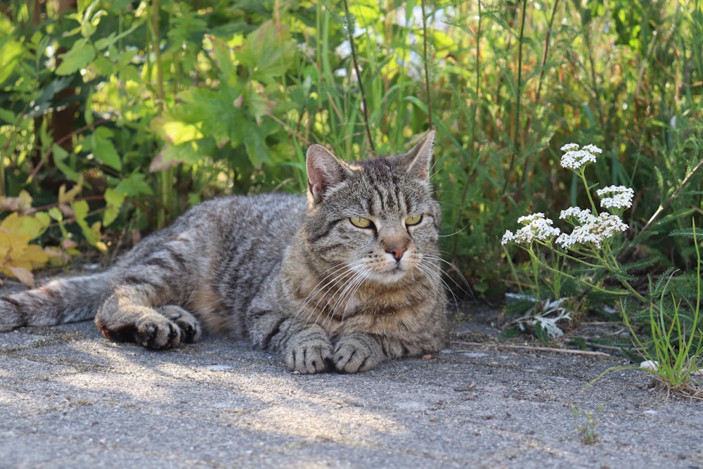 brown tabby cat lying on gray concrete floor