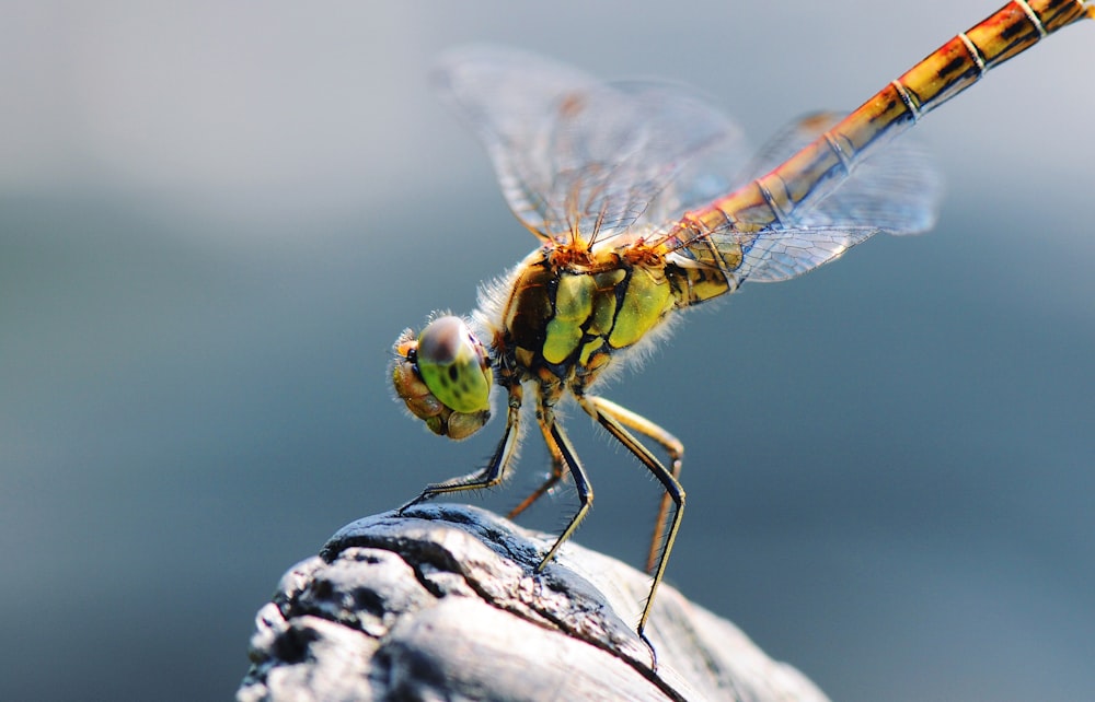 brown and black dragonfly on gray stone during daytime