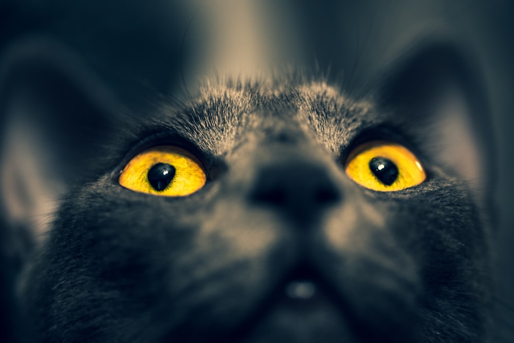 black cat with yellow eyes