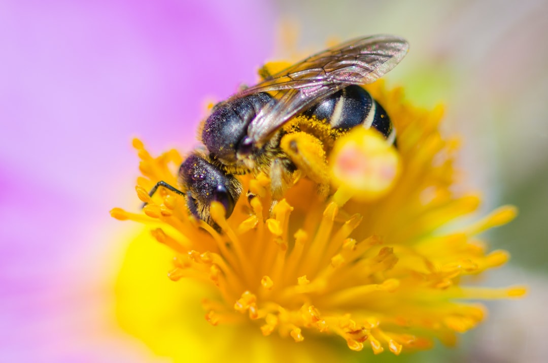 black and yellow bee on yellow flower