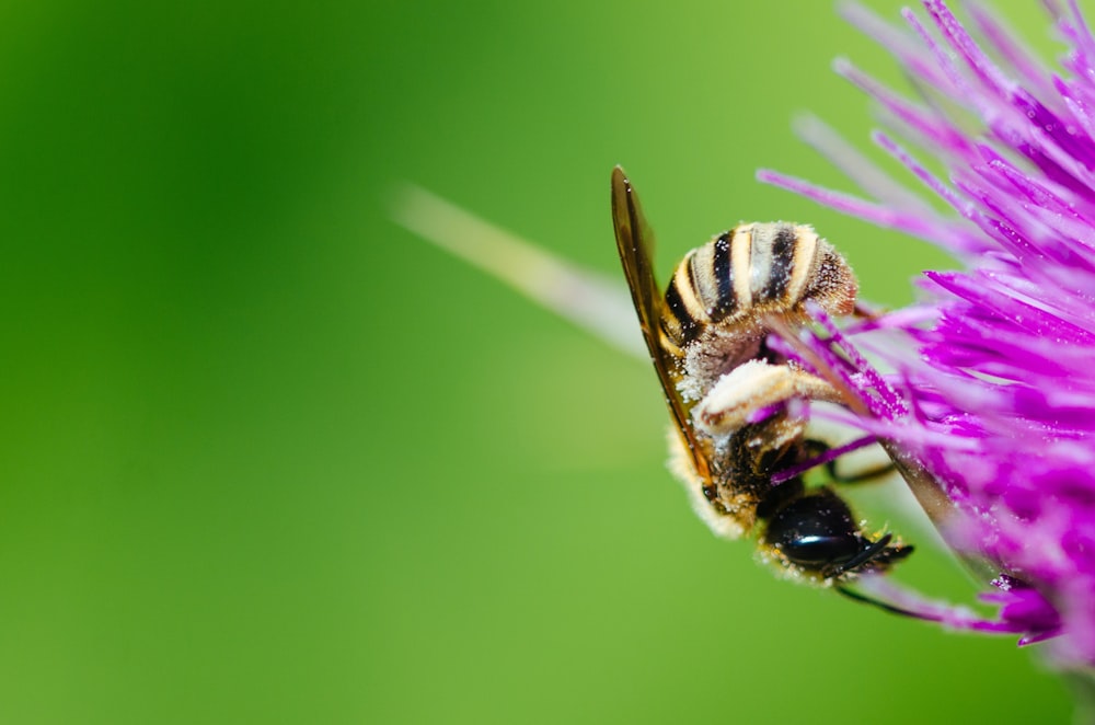 yellow and black bee on purple flower