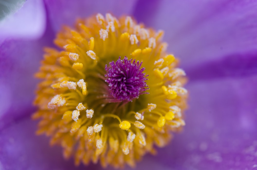 flor amarela na lente macro