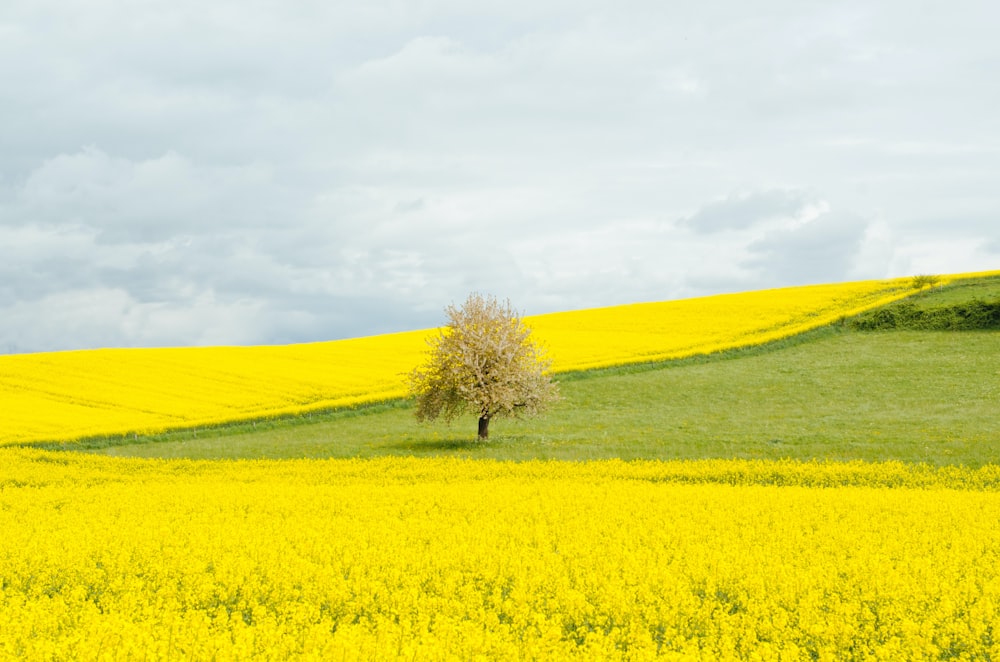 gelbes Blumenfeld tagsüber