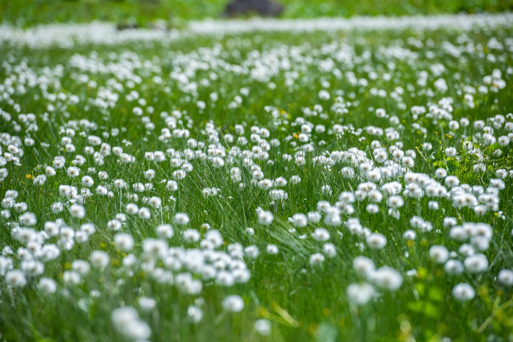 campo de flores brancas durante o dia