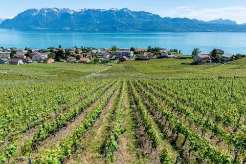 Rows of lush green vineyards stretch across a hillside, leading down to a quaint village with charming houses. In the background, a large, tranquil lake reflects the clear blue sky, while majestic mountains rise up, creating a stunning backdrop.