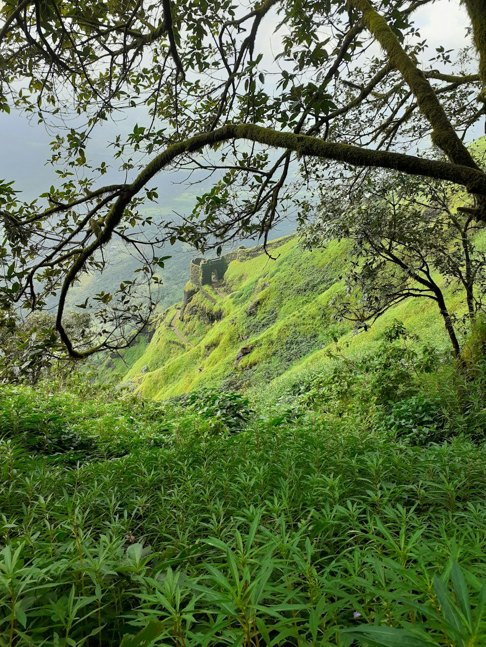 green trees on mountain under blue sky during daytime