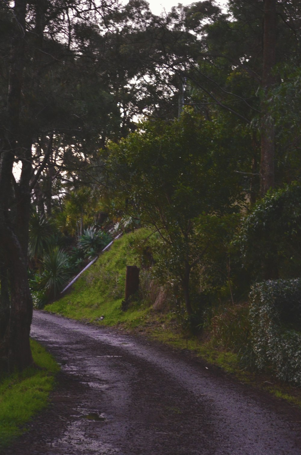 gray concrete road between green trees during daytime