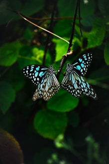 black and white butterfly perched on green leaf