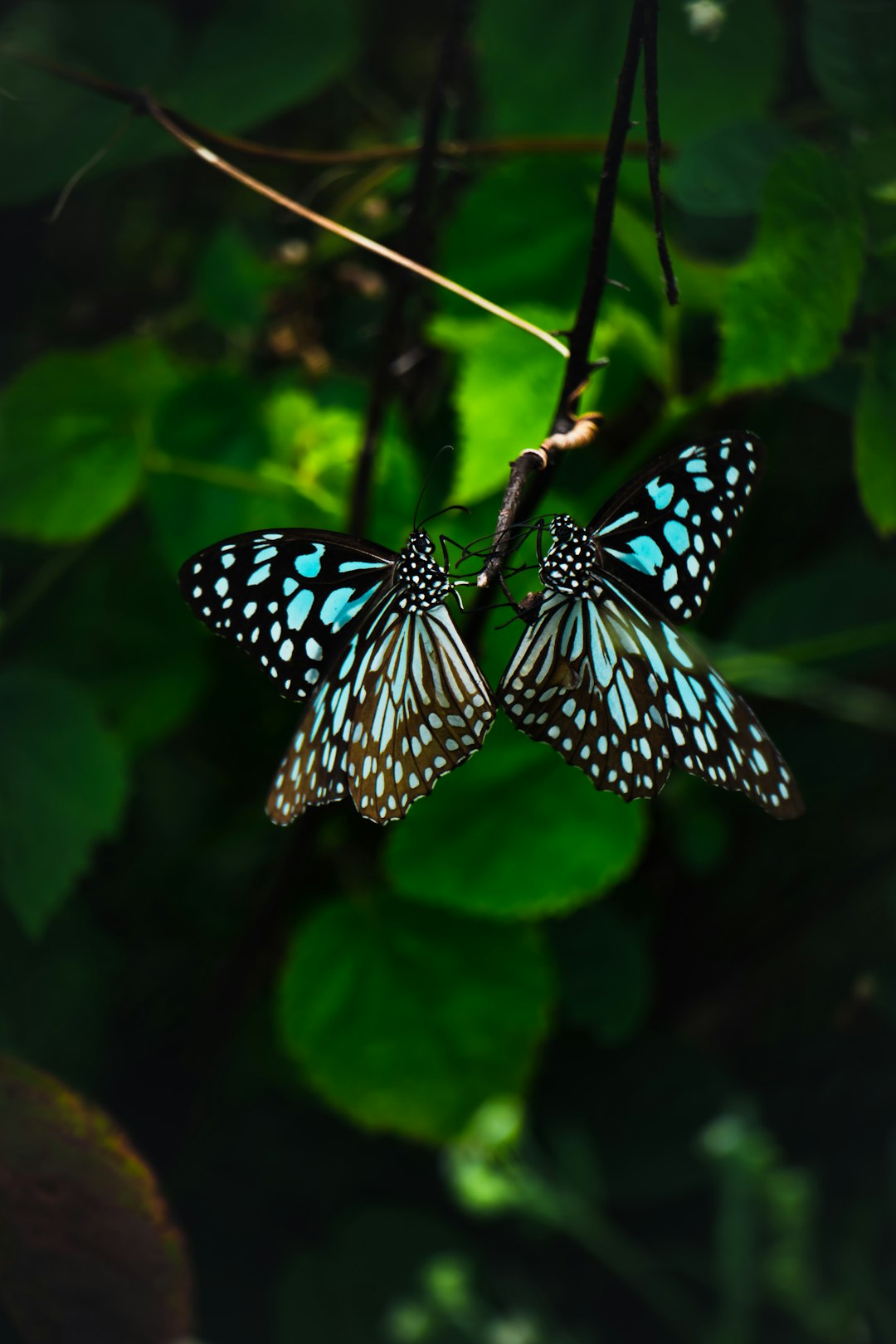 Wildlife photo spot Nagpur Maharashtra