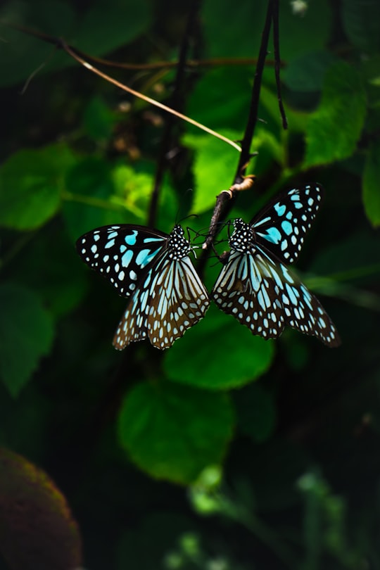 black and white butterfly perched on green leaf in Nagpur India