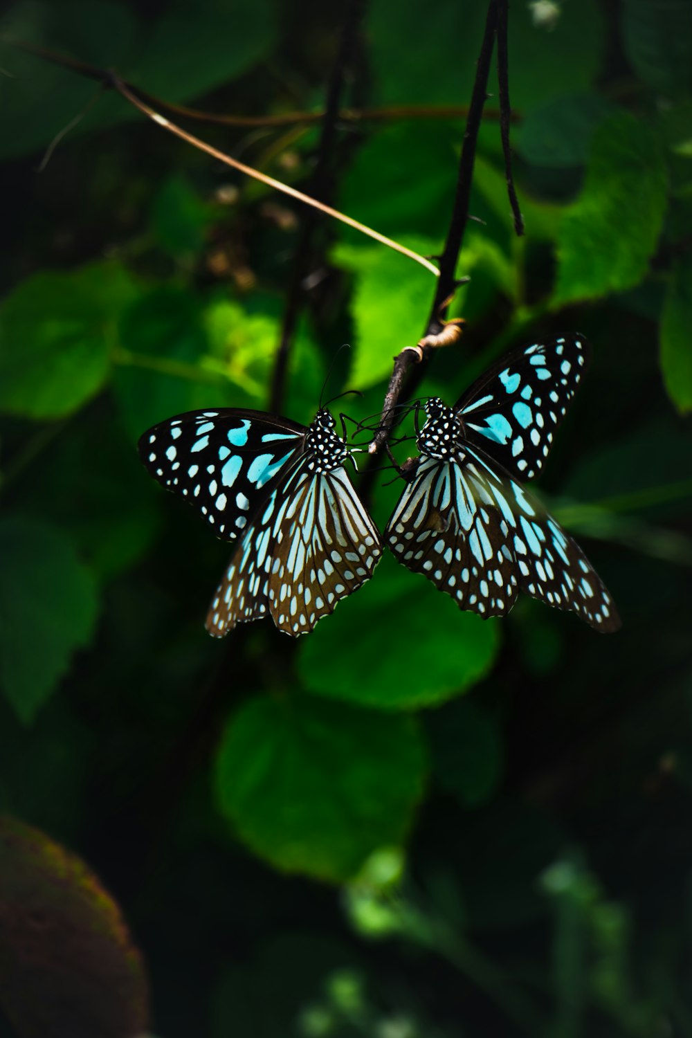 black and white butterfly perched on green leaf