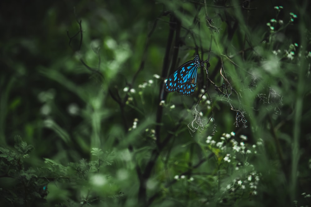 blue and black butterfly on green plant during daytime