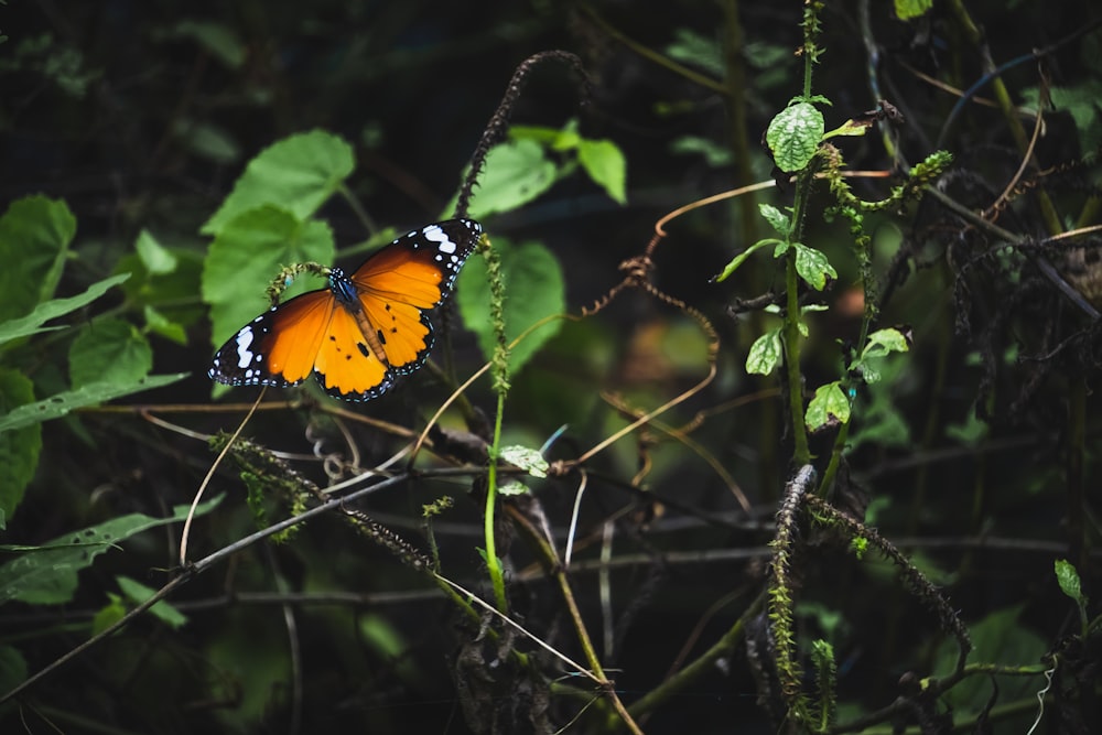 orange and black butterfly perched on green leaf during daytime