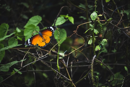 orange and black butterfly perched on green leaf during daytime in Nagpur India